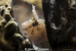Blenny
Hereke / near İstanbul by Mehmet Öztabak 